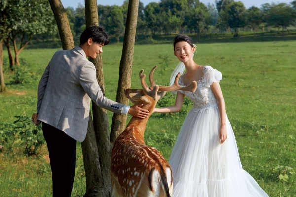 奈良小鹿婚纱照