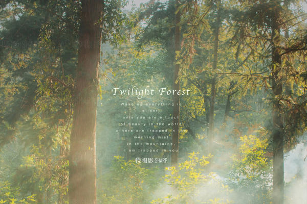 【锐摄影新品】走进暮光森林，森系婚纱照仙到发光！
